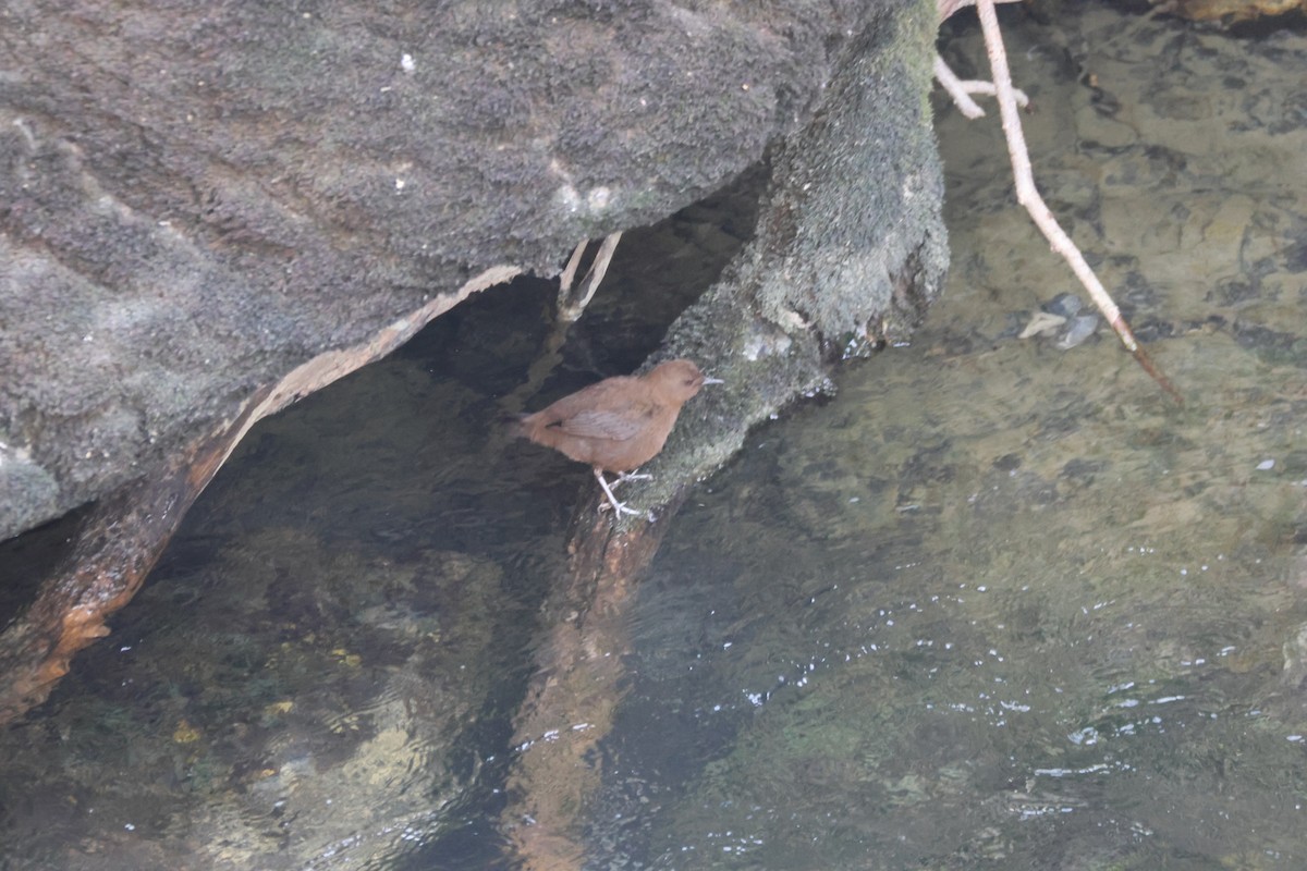 Brown Dipper - ML643763634