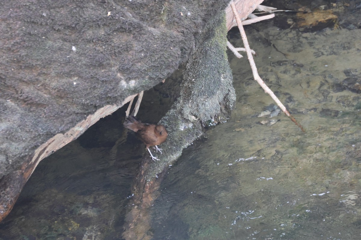 Brown Dipper - ML643763635