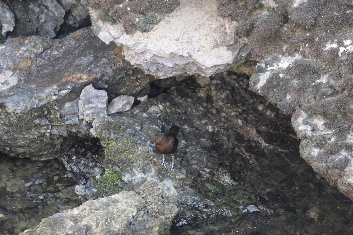 Brown Dipper - ML643763636