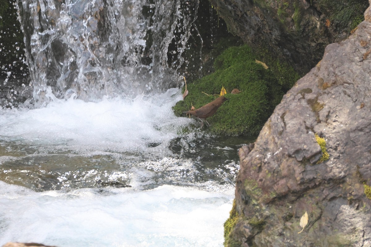 Brown Dipper - ML643763637
