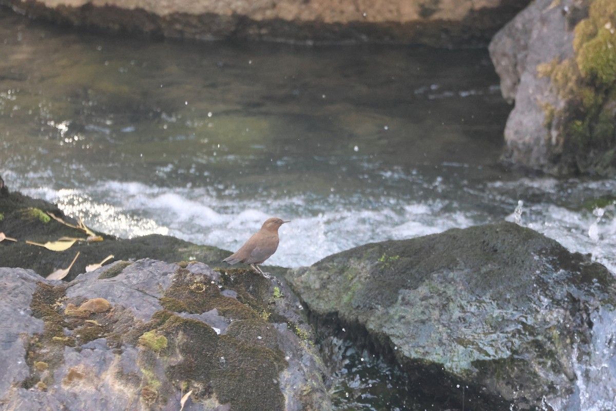 Brown Dipper - ML643763638