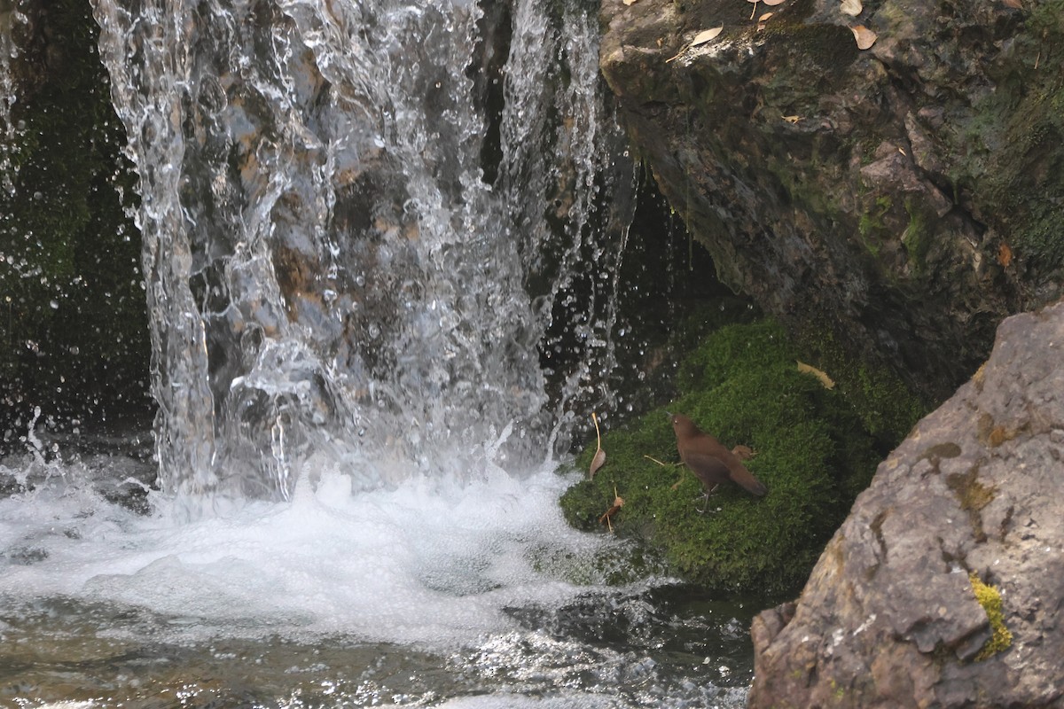 Brown Dipper - ML643763639