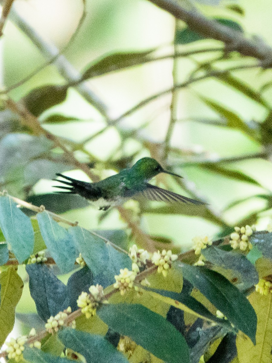 Violet-bellied Hummingbird - ML643763640