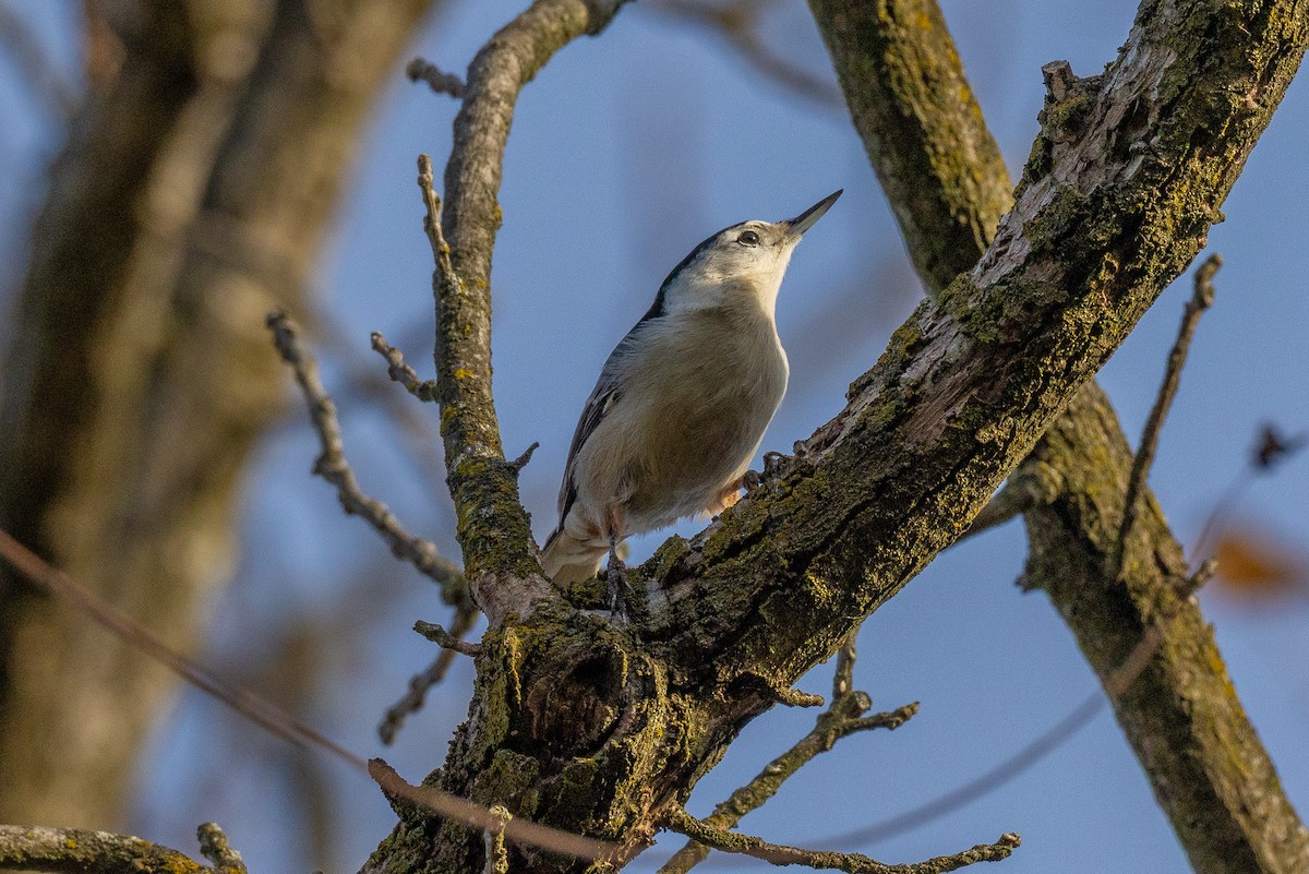 White-breasted Nuthatch - ML643763652