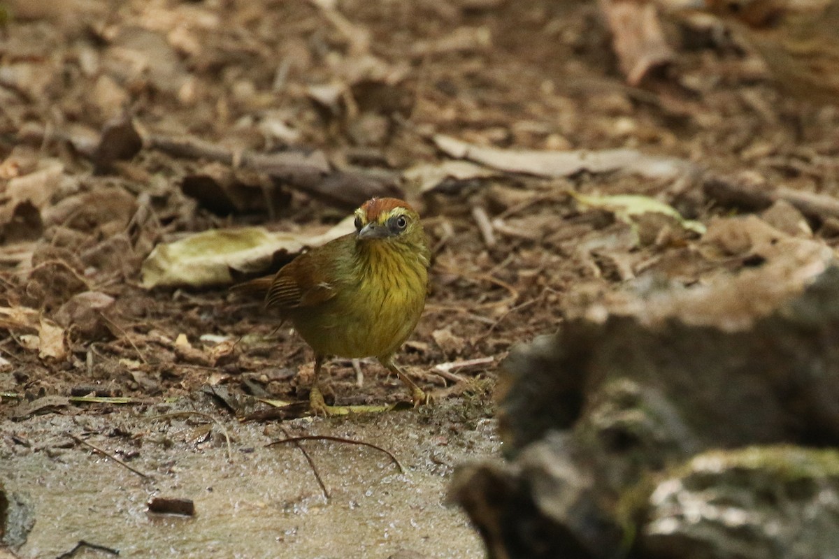 Pin-striped Tit-Babbler - ML643763656