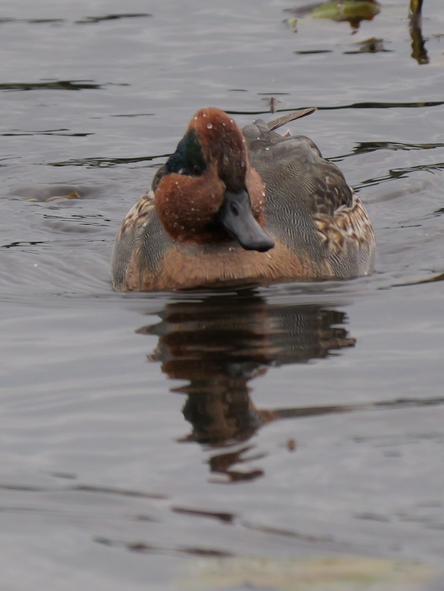 Green-winged Teal - ML643763658