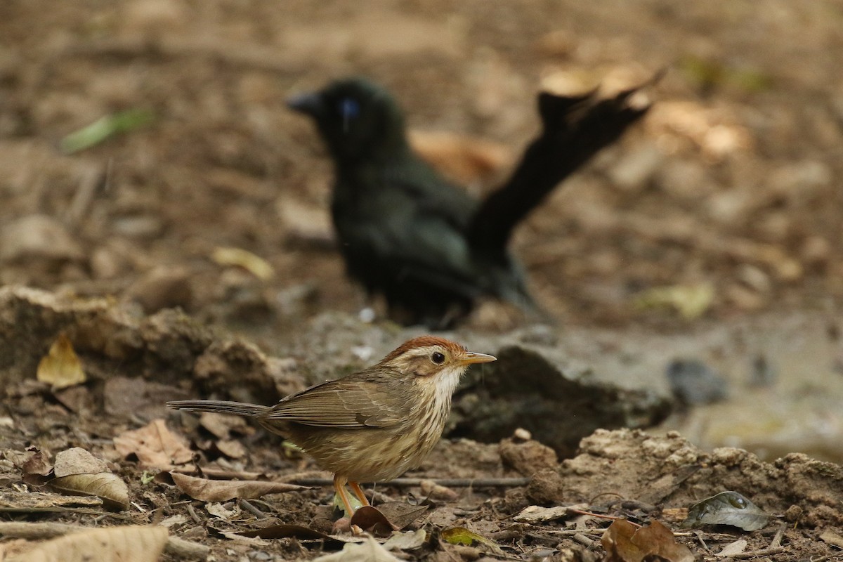 Puff-throated Babbler - ML643763660