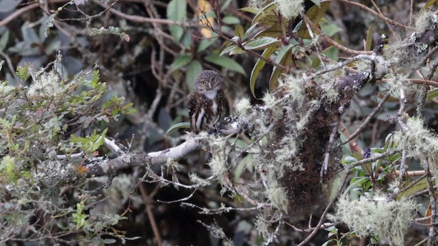 Yungas Pygmy-Owl - ML643763667