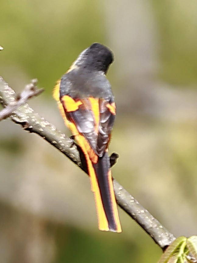 Gray-chinned Minivet - ML643763672