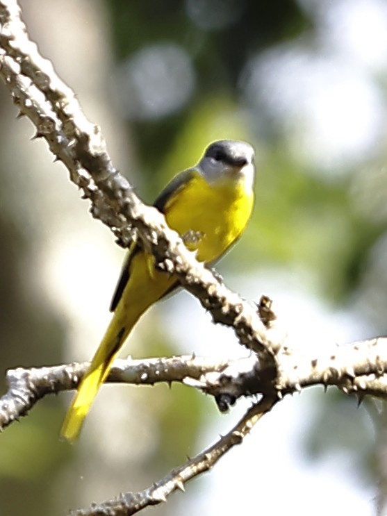 Gray-chinned Minivet - ML643763673