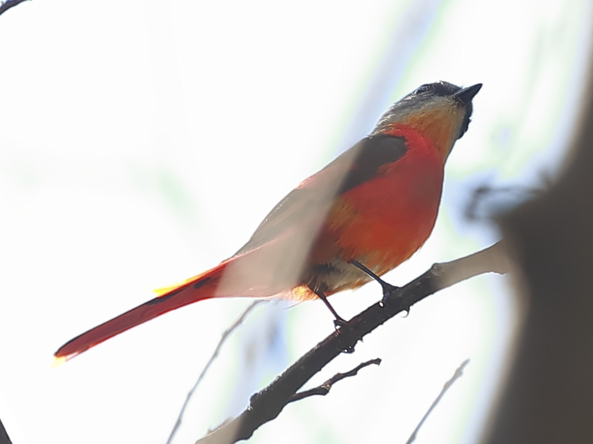 Gray-chinned Minivet - ML643763674