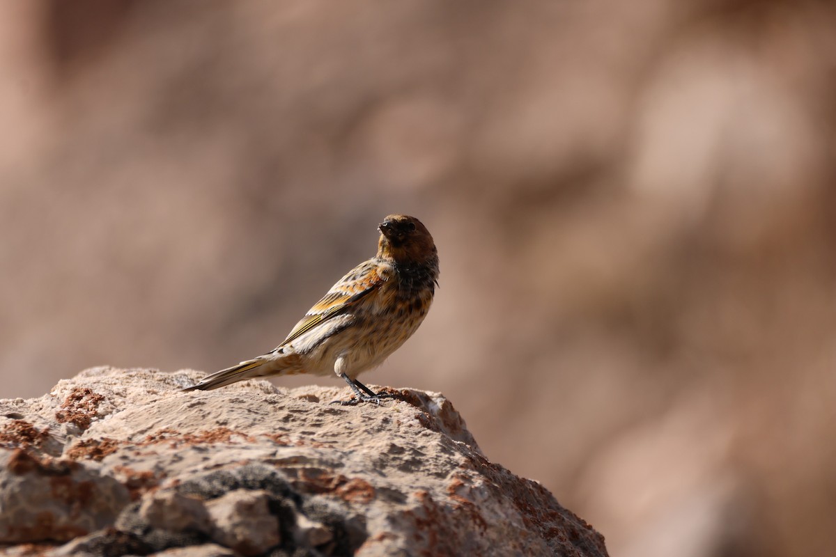 Plain Mountain Finch - ML643763675