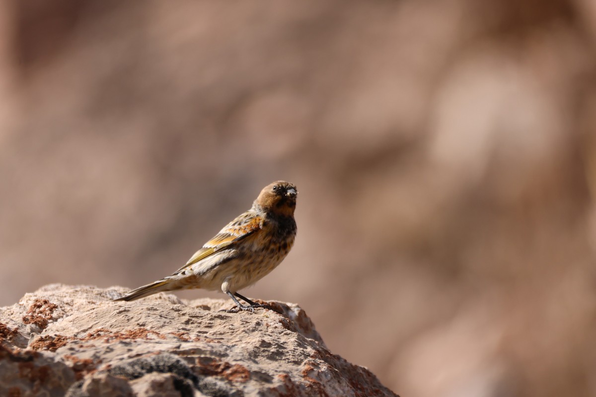 Plain Mountain Finch - ML643763676