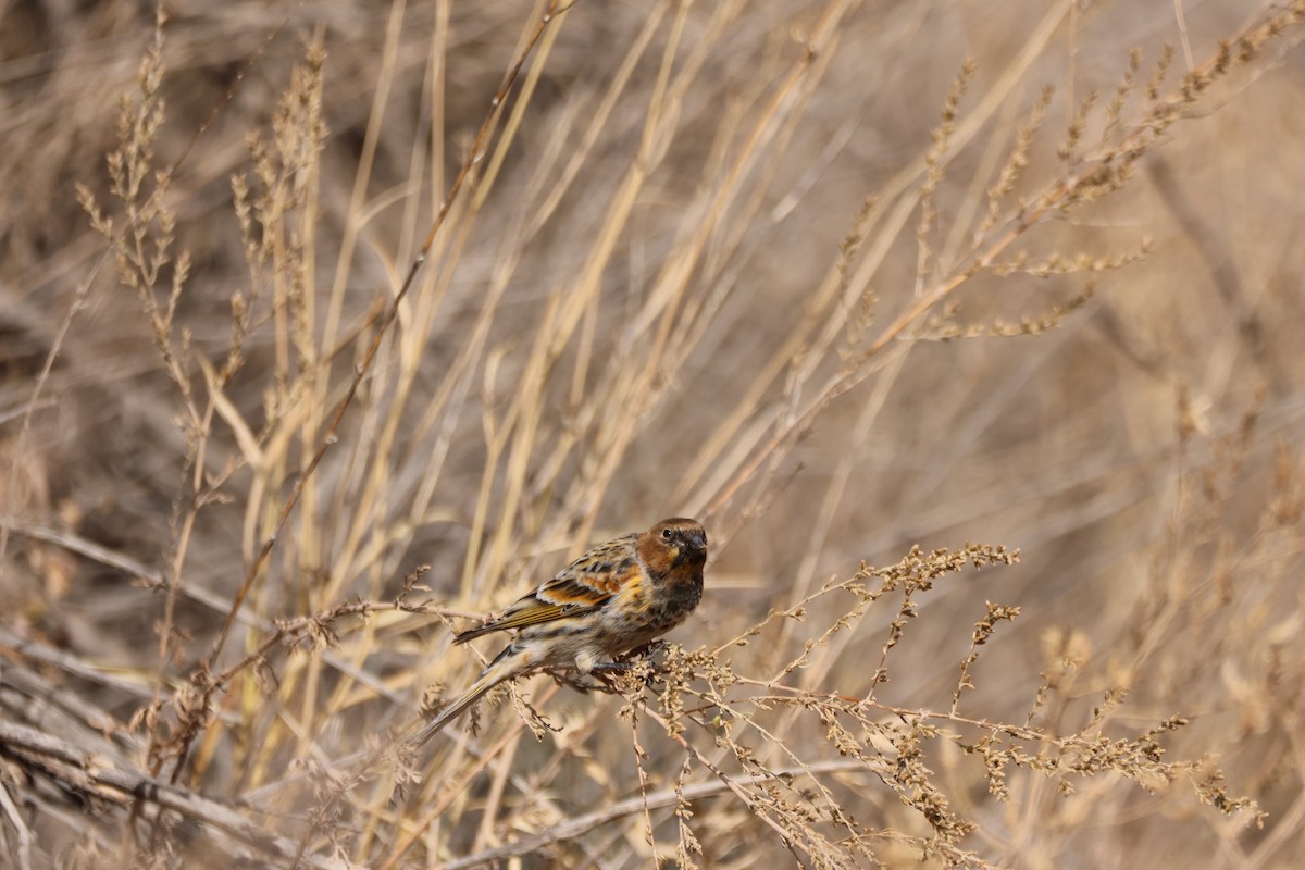 Plain Mountain Finch - ML643763677