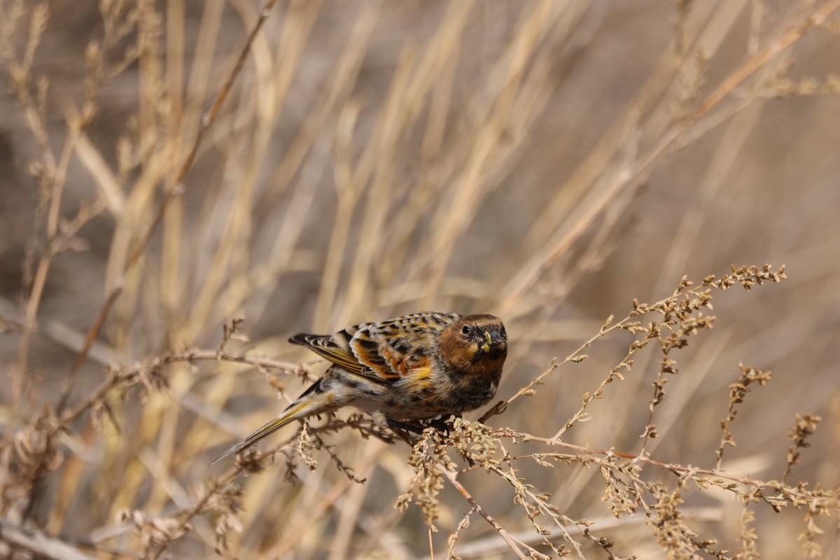 Plain Mountain Finch - ML643763678