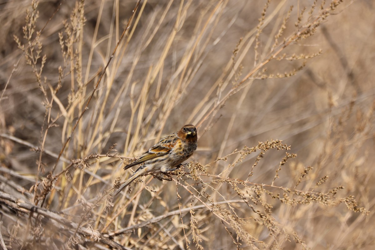 Plain Mountain Finch - ML643763679