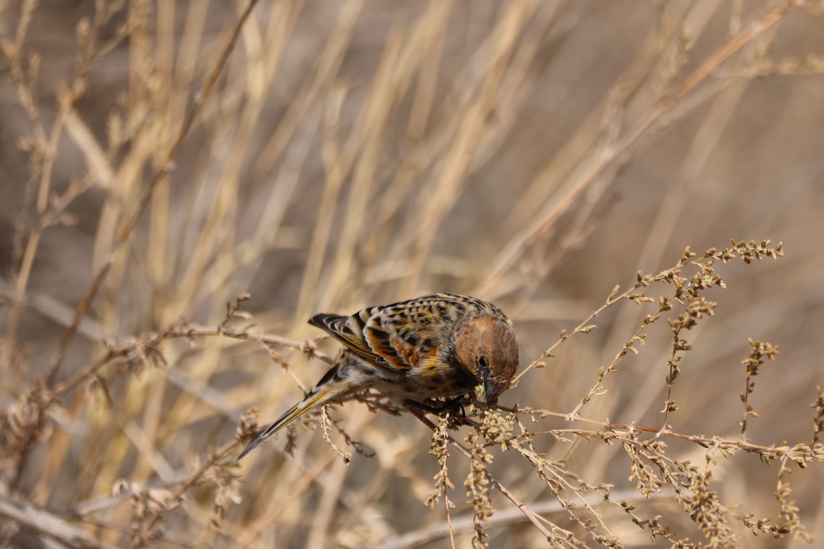 Plain Mountain Finch - ML643763680