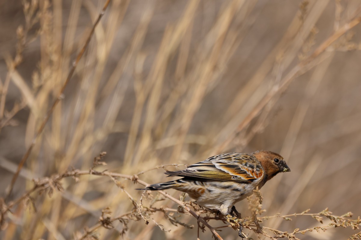 Plain Mountain Finch - ML643763681