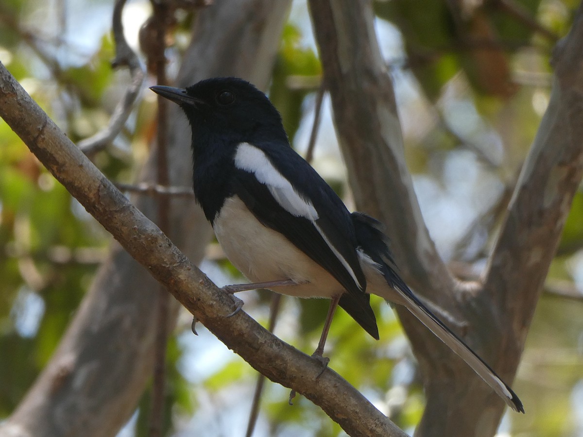 Madagascar Magpie-Robin (White-winged) - ML643763682