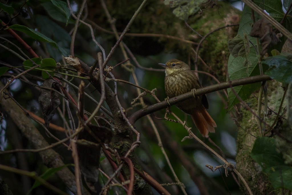 Buff-browed Foliage-gleaner - ML643763683