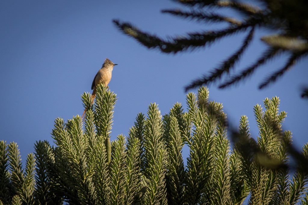 Araukarya Makaskuyruğu - ML643763685