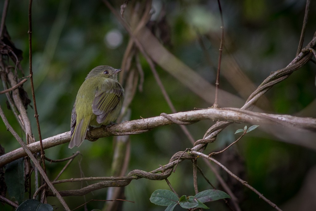 Serra do Mar Tyrant-Manakin - ML643763691
