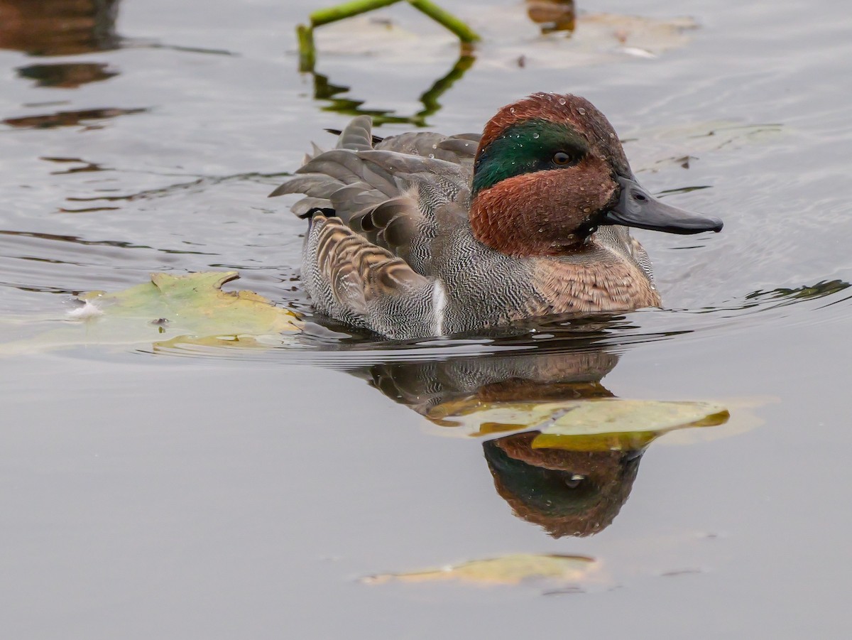 Green-winged Teal - ML643763692