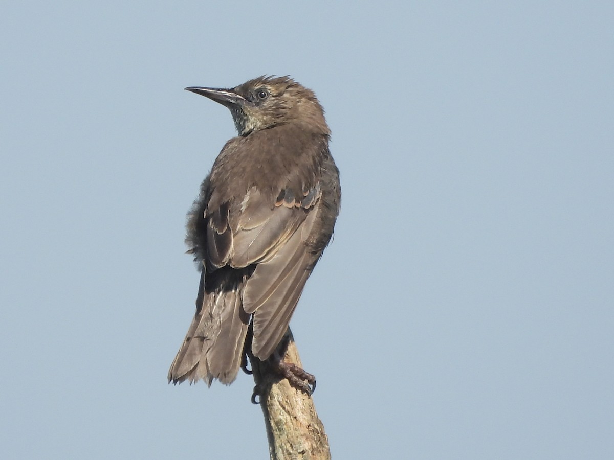 European Starling - ML643763694