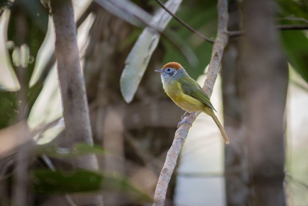 Rufous-crowned Greenlet - ML643763709