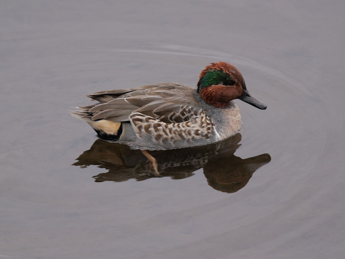 Green-winged Teal - ML643763723