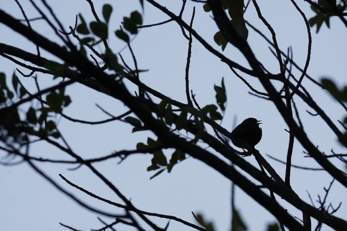 Dunnock - ML643763729
