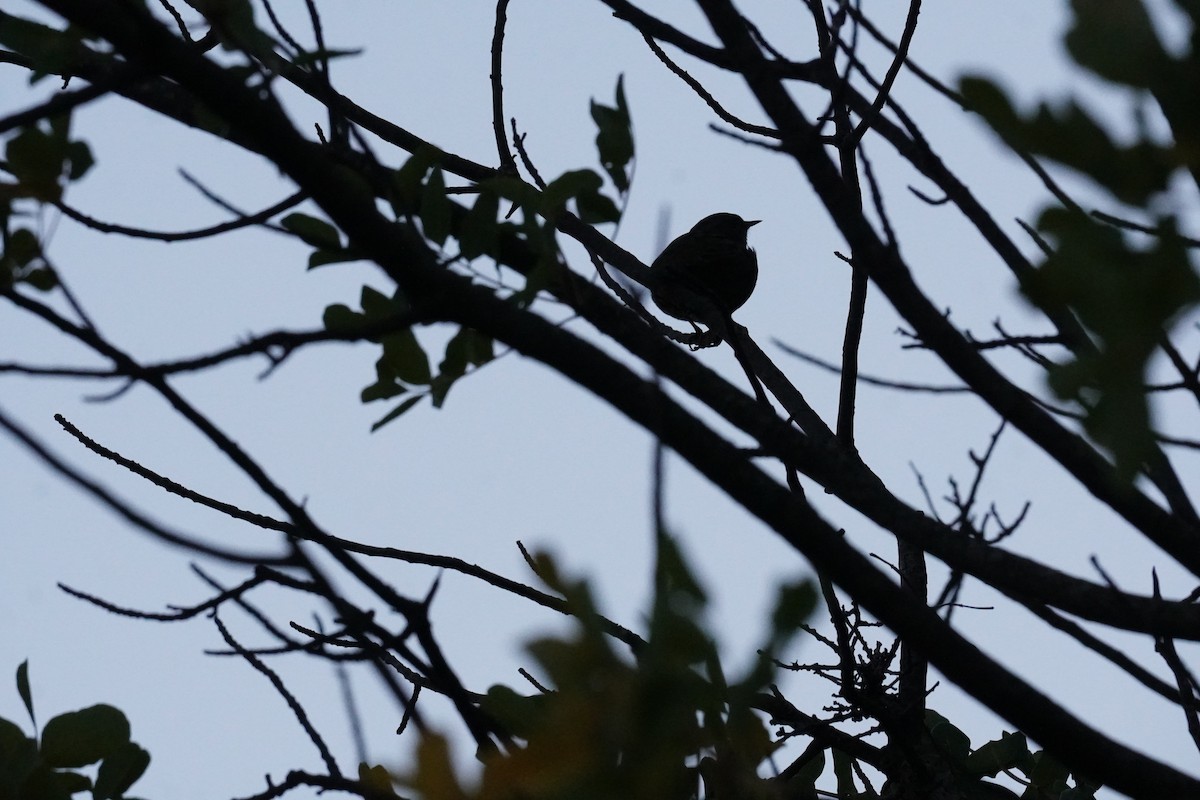 Dunnock - ML643763731