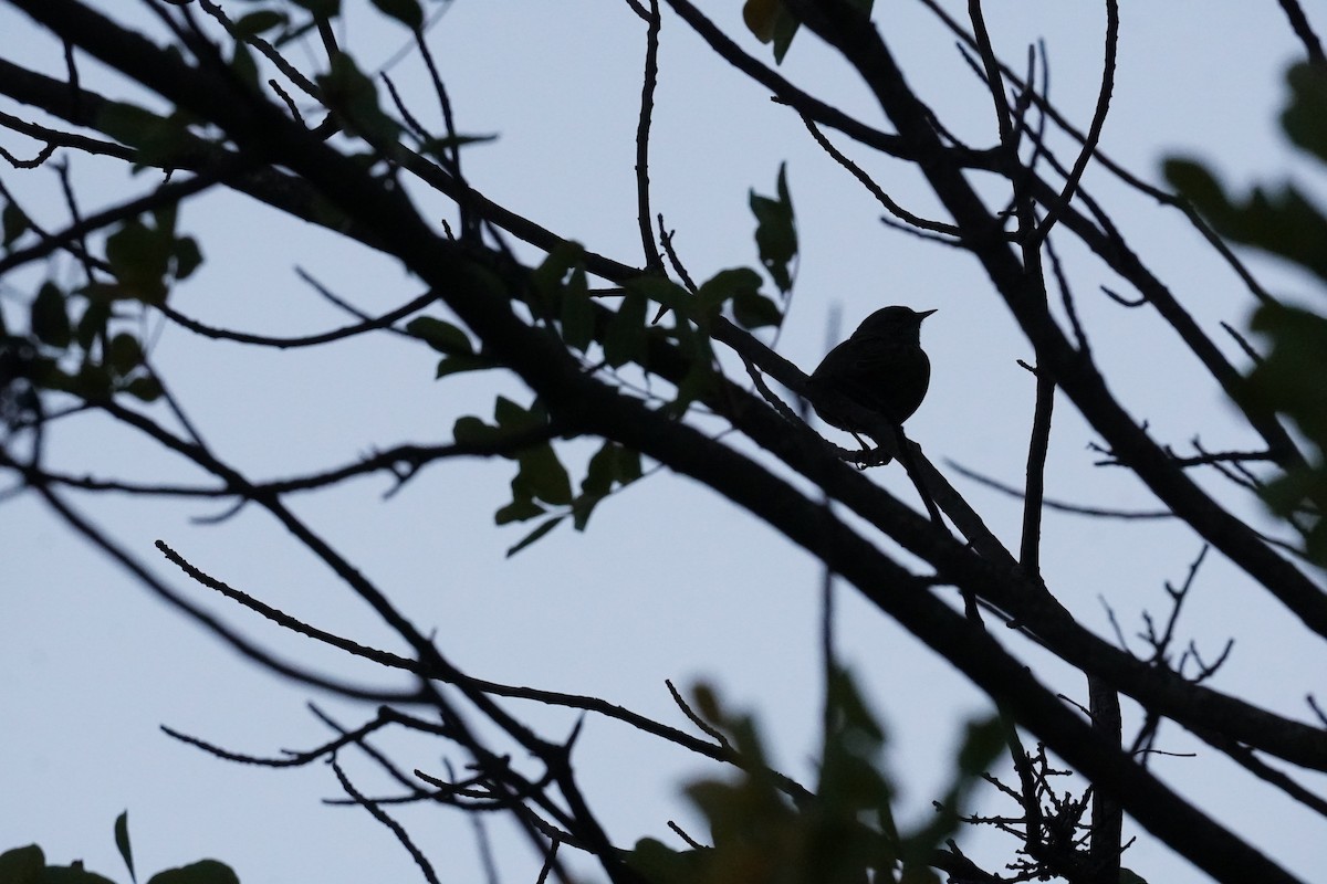 Dunnock - ML643763732