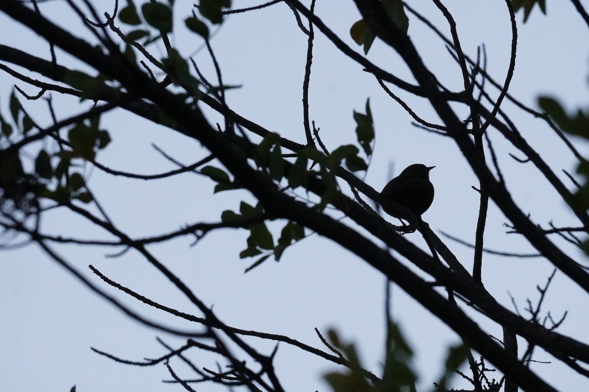 Dunnock - ML643763733