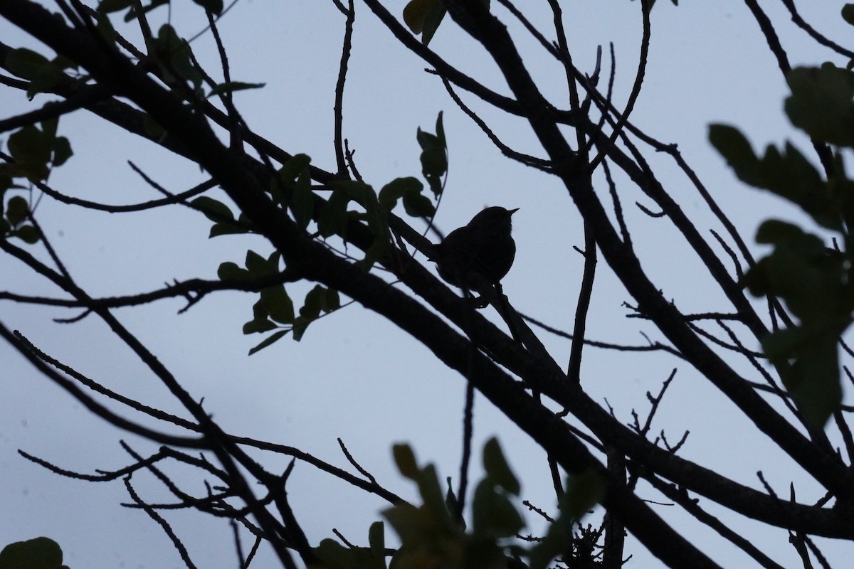Dunnock - ML643763734