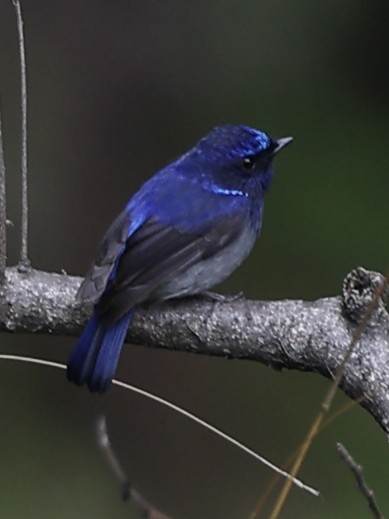 Small Niltava - ML643763746