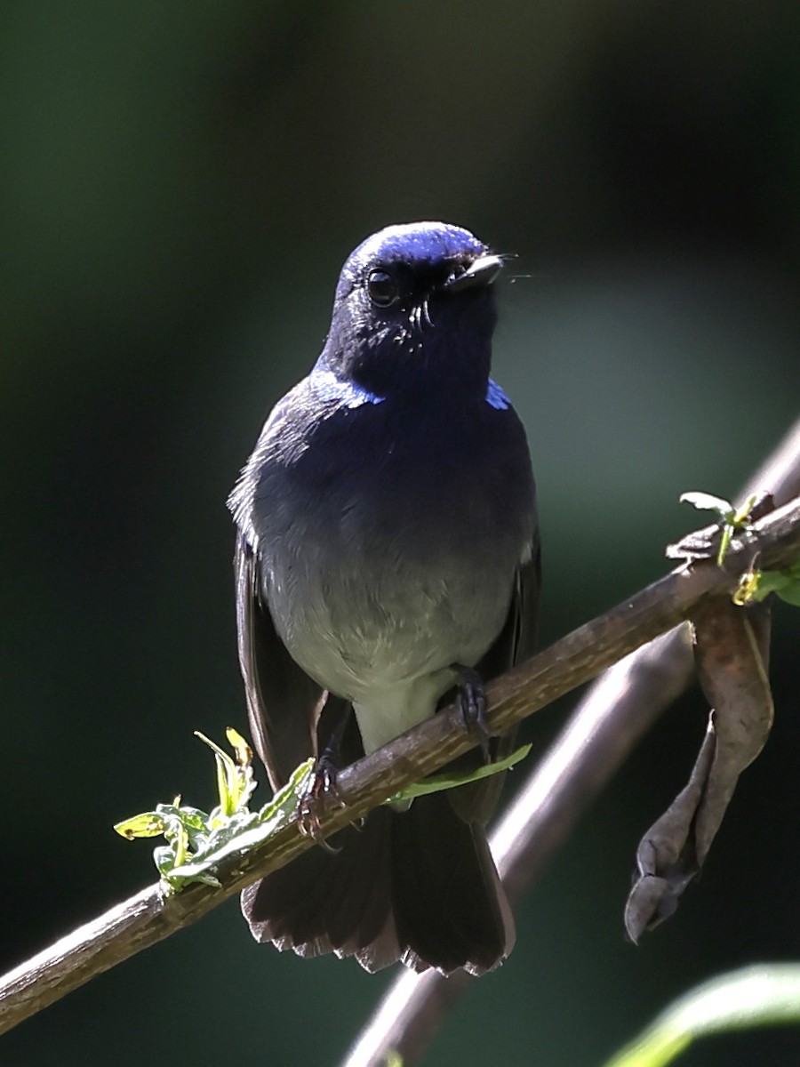 Small Niltava - ML643763747