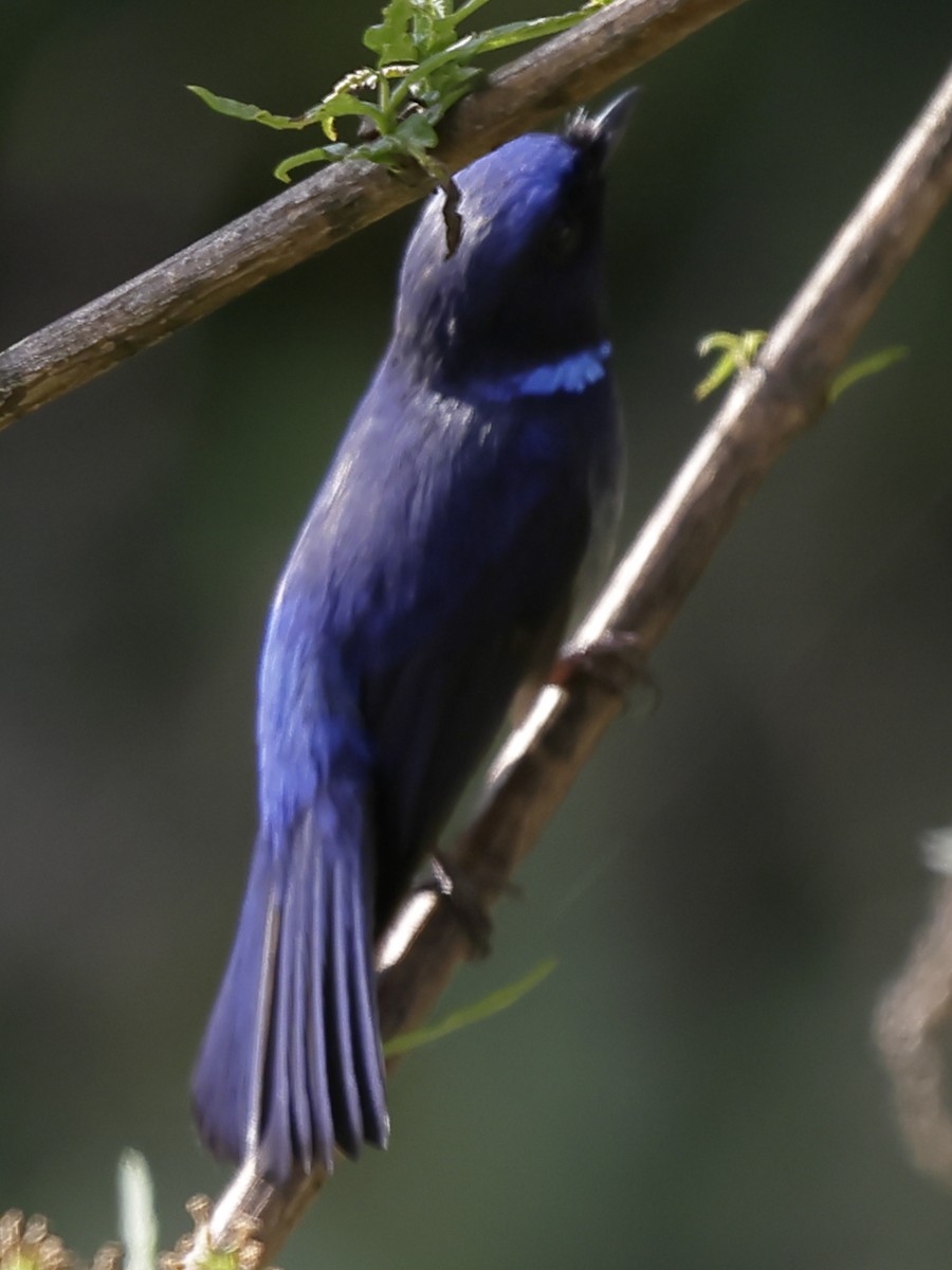 Small Niltava - ML643763748