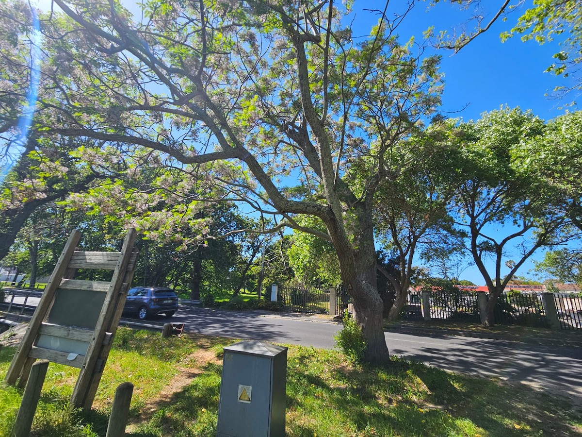 Olive Woodpecker (Southern) - ML643763763