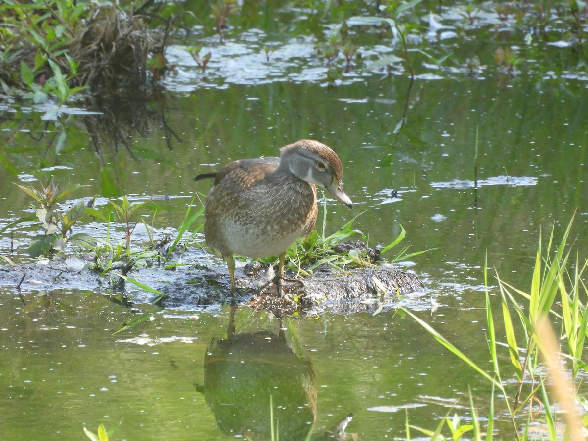 Wood Duck - ML643763765