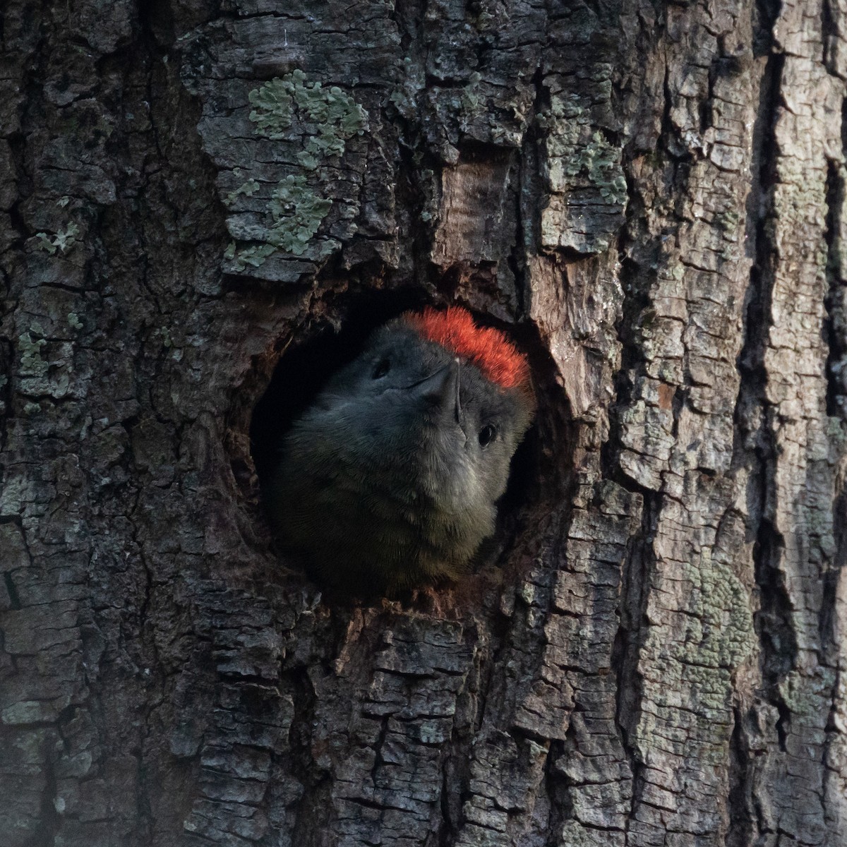 Olive Woodpecker (Southern) - ML643763773