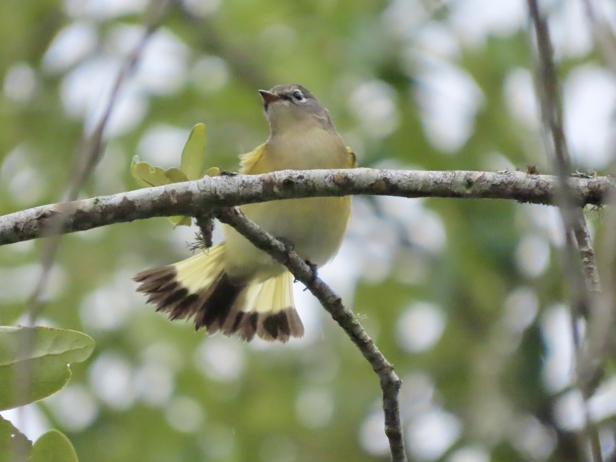 American Redstart - ML643763797