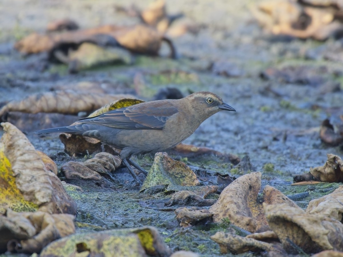Rusty Blackbird - ML643763798