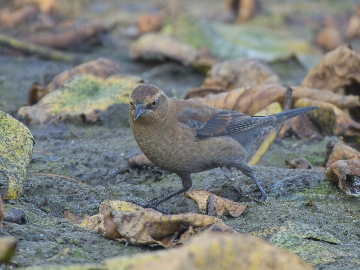 Rusty Blackbird - ML643763799
