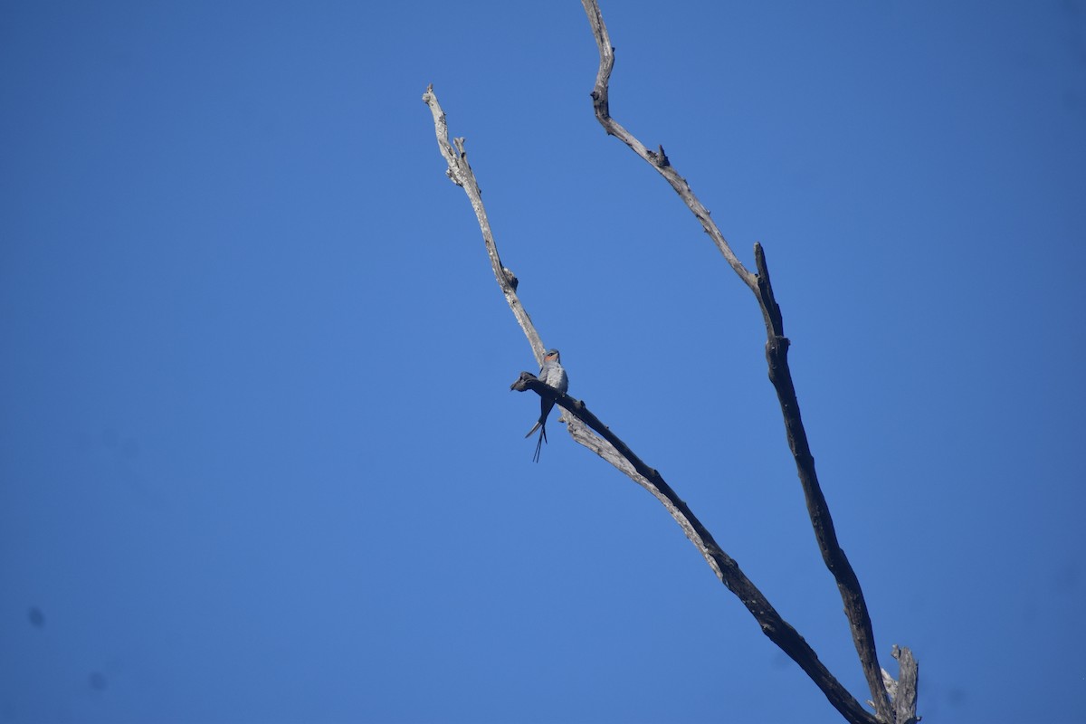 Crested Treeswift - ML643763800