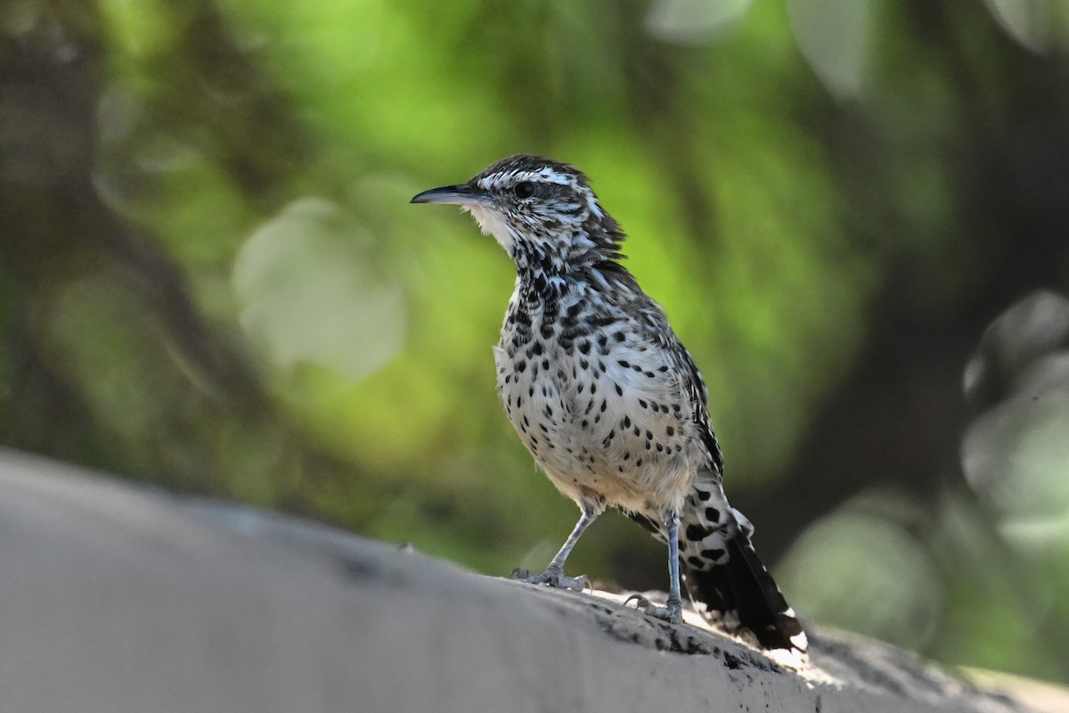 Cactus Wren - ML643763805