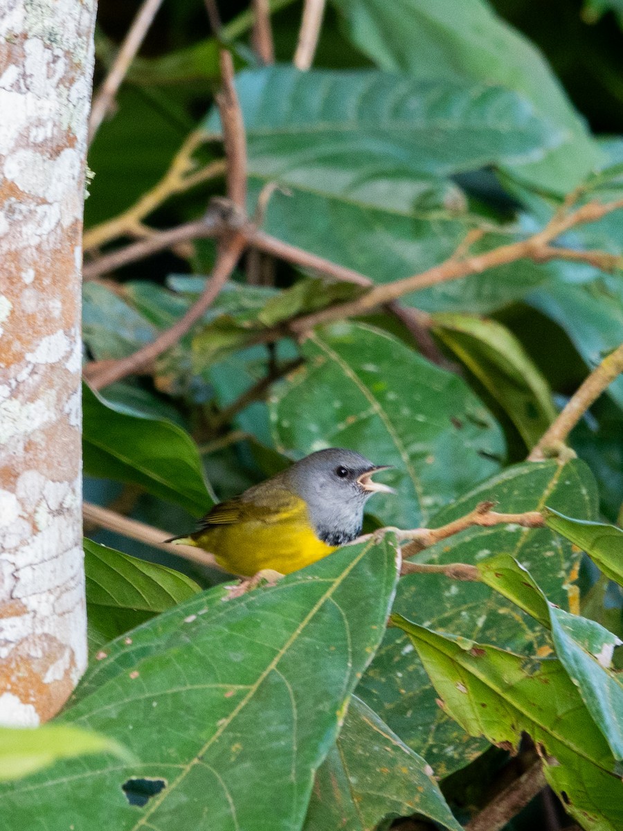 Mourning Warbler - ML643763808