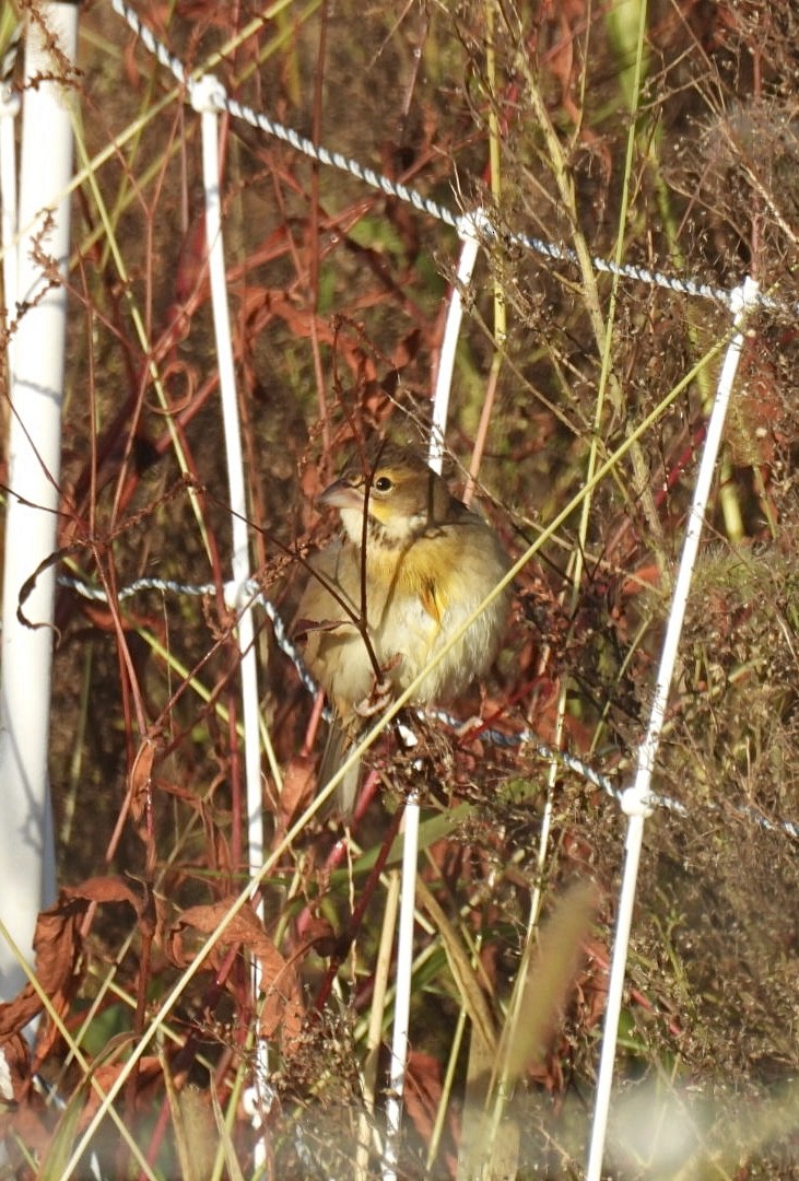 Dickcissel - ML643763819