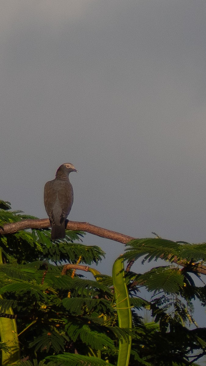 White-crowned Pigeon - ML643763821