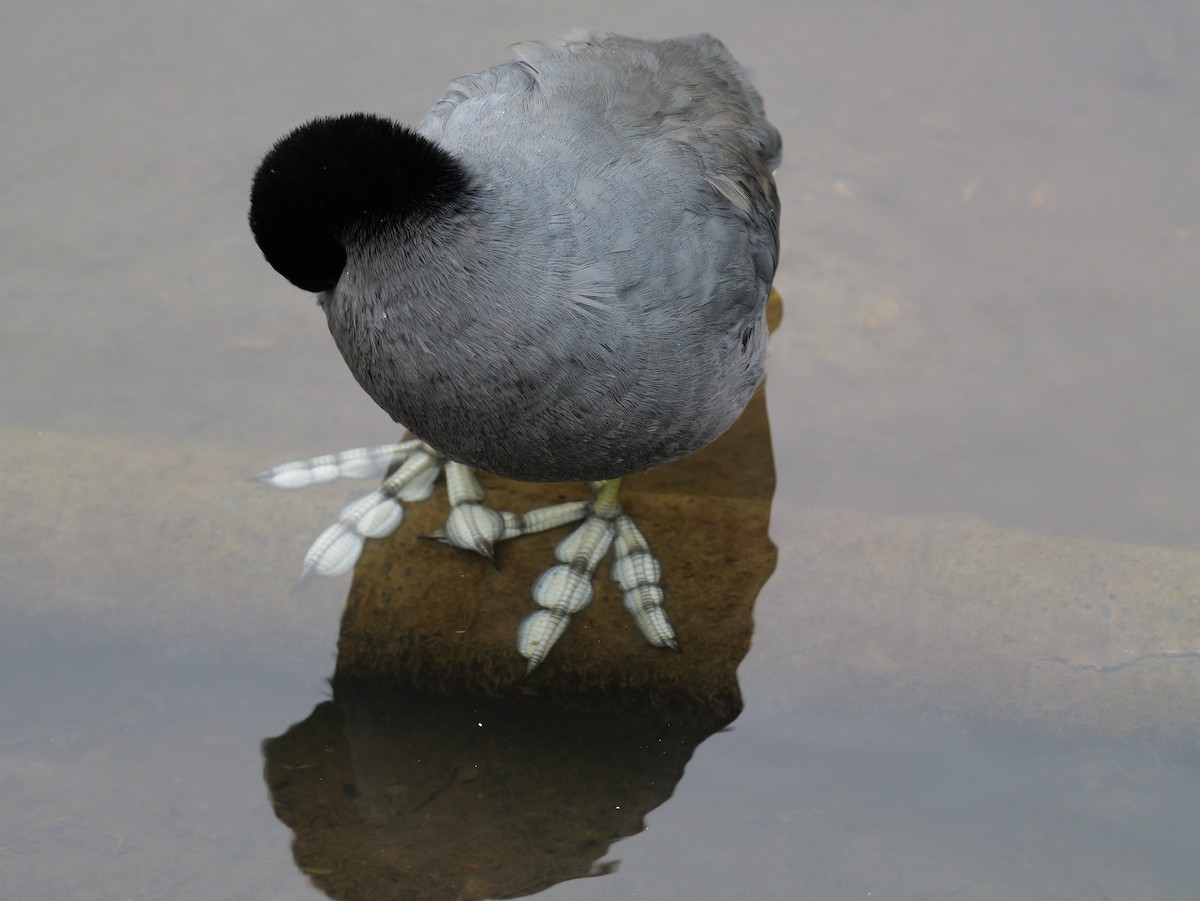 American Coot (Red-shielded) - ML643763822